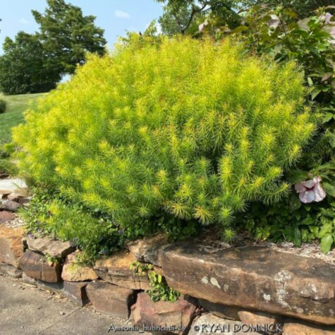 Dirktas (Amsonia hubrichtii) natūralistiniams gėlynams