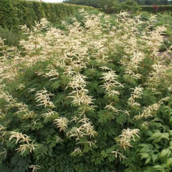 Arunkas (Aruncus) 'Horatio'