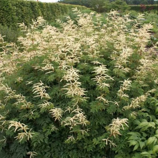 Arunkas (Aruncus) 'Horatio'