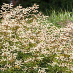 Arunkas (Aruncus) 'Horatio'
