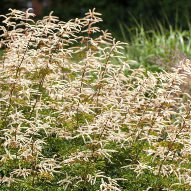 Arunkas (Aruncus) 'Horatio'