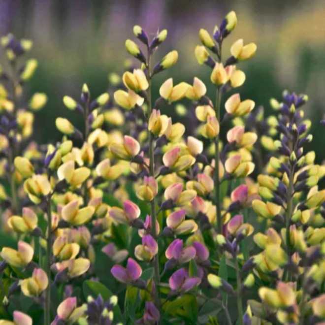 Barškė (Baptisia) 'Pink Lemonade'