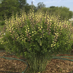 Barškė (Baptisia) 'Pink Lemonade'