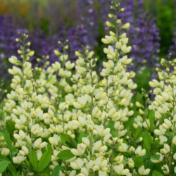 Barškė (Baptisia) 'Vanilla Cream'