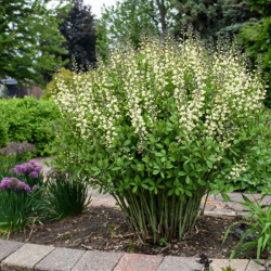 Barškė (Baptisia) 'Vanilla Cream'