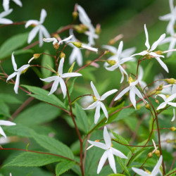 Draika trilapė (Gillenia trifoliata)