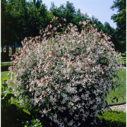 Draika trilapė (Gillenia trifoliata)