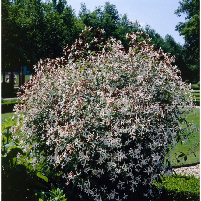 Draika trilapė (Gillenia trifoliata)