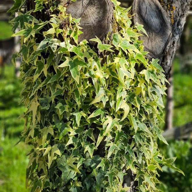 Gebenė lipikė (Hedera helix) 'Goldchild' puokštėms vainikams dekoracijoms