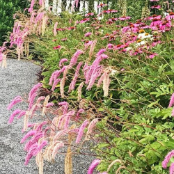 Kraujalakė (Sanguisorba hakusanensis) 'Lilac Squirrel'