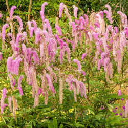 Kraujalakė (Sanguisorba hakusanensis) 'Lilac Squirrel'
