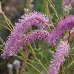 Kraujalakė (Sanguisorba hakusanensis) 'Lilac Squirrel'