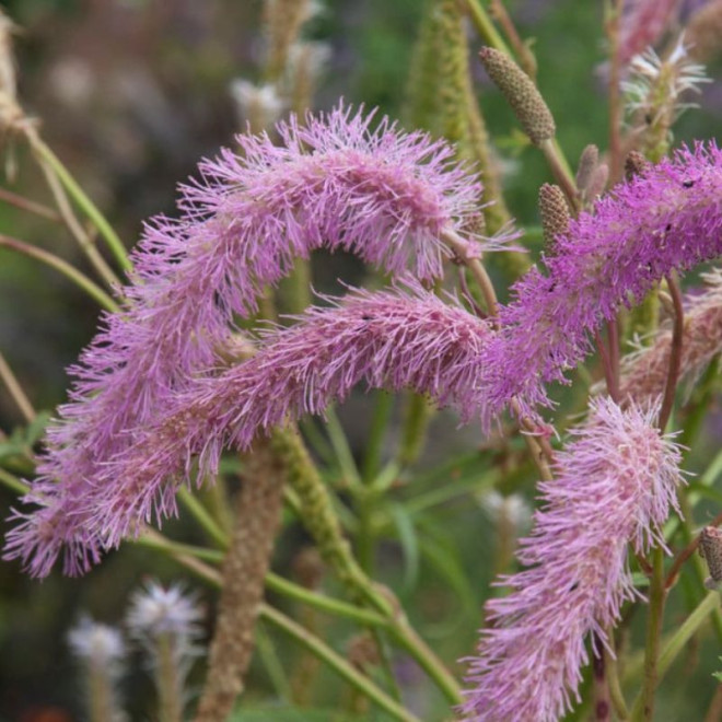 Kraujalakė (Sanguisorba hakusanensis) 'Lilac Squirrel'