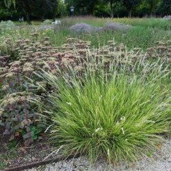 Mėlitas rudeninis (Sesleria autumnalis) natūralistiniams gėlynams