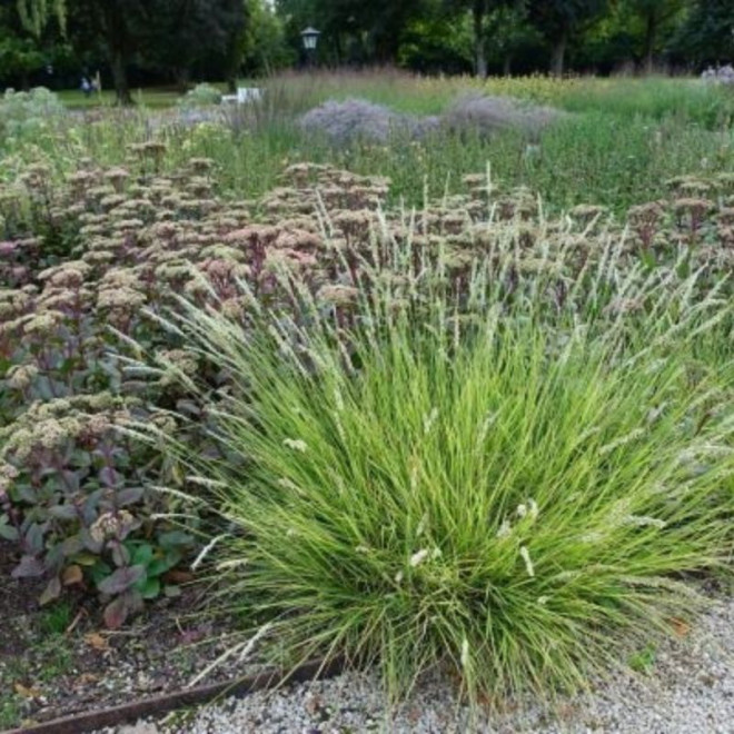 Mėlitas rudeninis (Sesleria autumnalis) natūralistiniams gėlynams