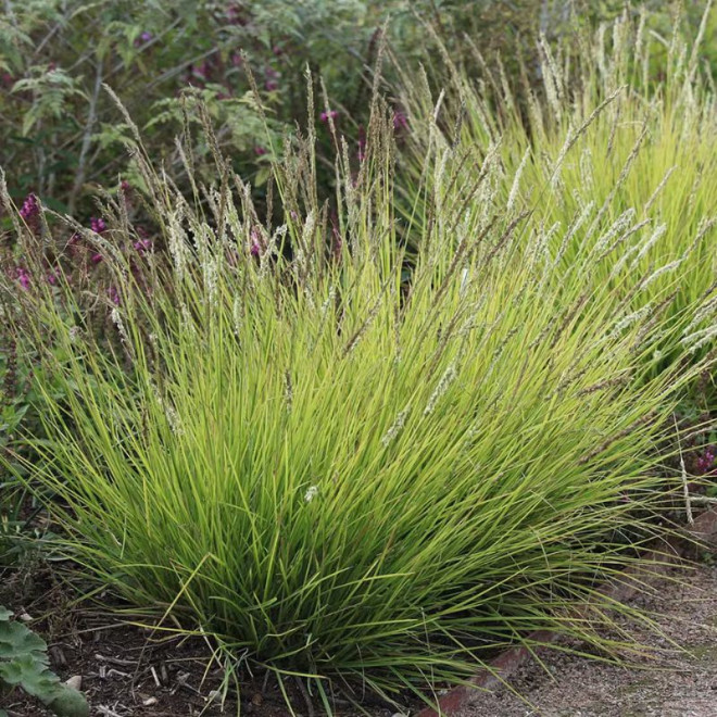 Mėlitas rudeninis (Sesleria autumnalis) natūralistiniams gėlynams
