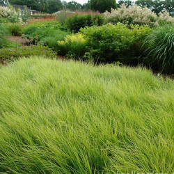 Mėlitas rudeninis (Sesleria autumnalis) natūralistiniams gėlynams