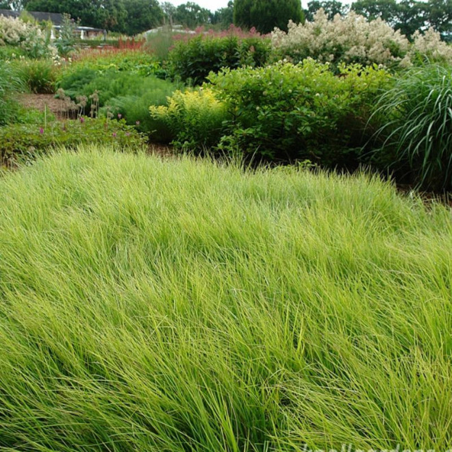 Mėlitas rudeninis (Sesleria autumnalis) natūralistiniams gėlynams