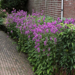 Notra (Stachys monieri) 'Hummelo'