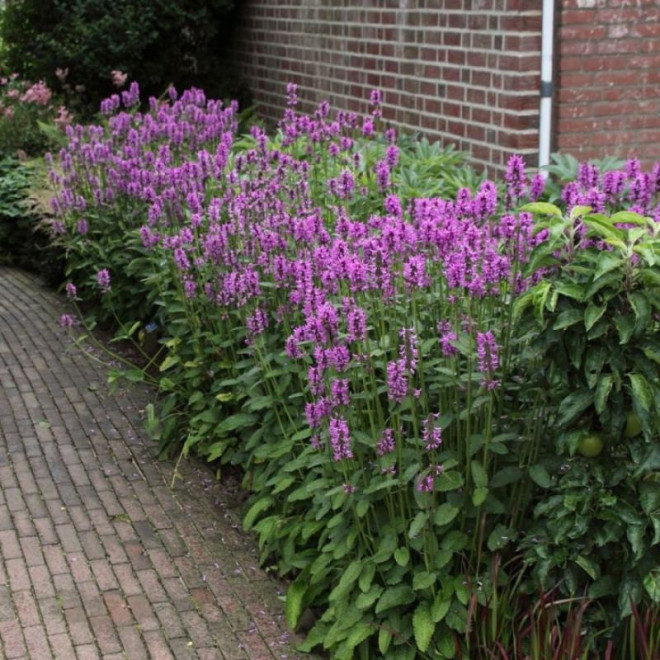 Notra (Stachys monieri) 'Hummelo'
