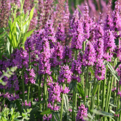 Notra (Stachys monieri) 'Hummelo'
