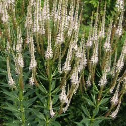 Veronikūnas virgininis (Veronicastrum virginicum) 'Diana'