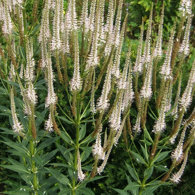 Veronikūnas virgininis (Veronicastrum virginicum) 'Diana'