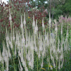 Veronikūnas virgininis (Veronicastrum virginicum) 'Diana'