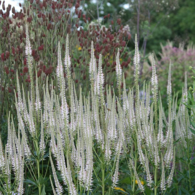 Veronikūnas virgininis (Veronicastrum virginicum) 'Diana'