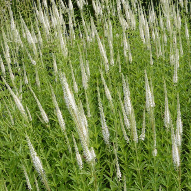 Veronikūnas virgininis (Veronicastrum virginicum) 'Diana'