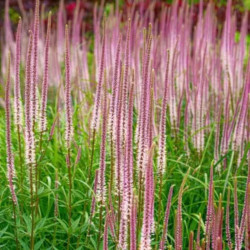 Veronikūnas virgininis (Veronicastrum virginicum) 'Erika'