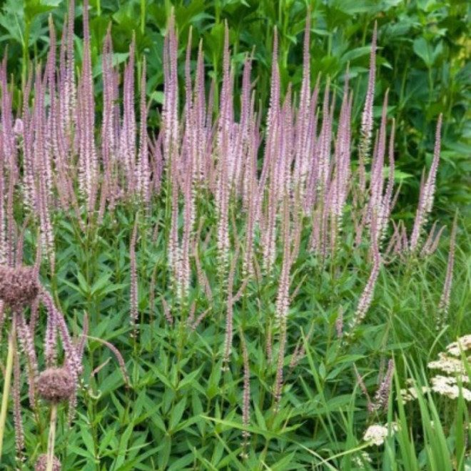 Veronikūnas virgininis (Veronicastrum virginicum) 'Erika'