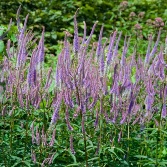 Veronikūnas virgininis (Veronicastrum virginicum) 'Fascination'
