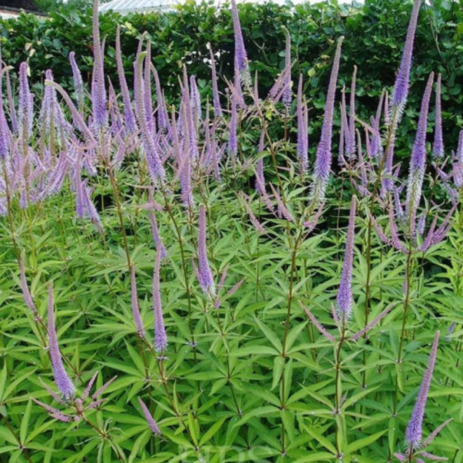 Veronikūnas virgininis (Veronicastrum virginicum) 'Fascination'