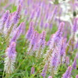 Veronikūnas virgininis (Veronicastrum virginicum) 'Fascination'