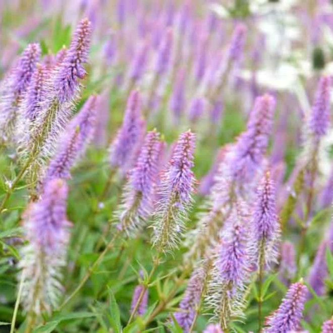 Veronikūnas virgininis (Veronicastrum virginicum) 'Fascination'