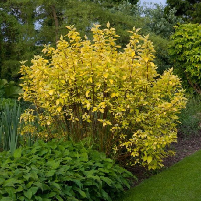 Sedula baltoji (Cornus alba) 'Aurea'