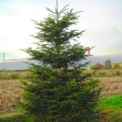 Kėnis europinis (Abies alba)