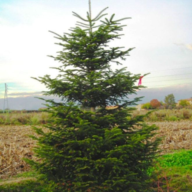 Kėnis europinis (Abies alba)