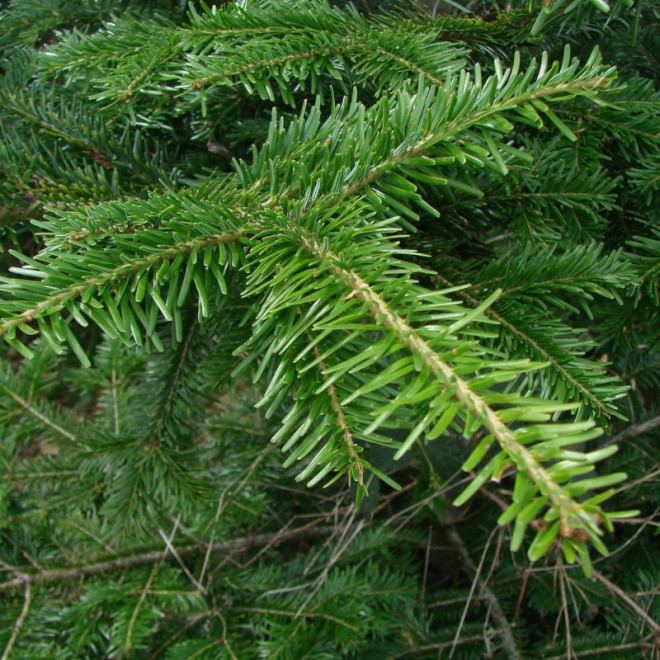 Kėnis europinis (Abies alba)