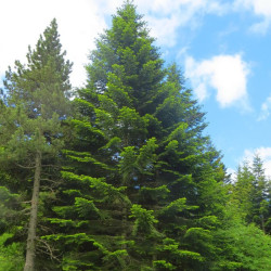Kėnis europinis (Abies alba)