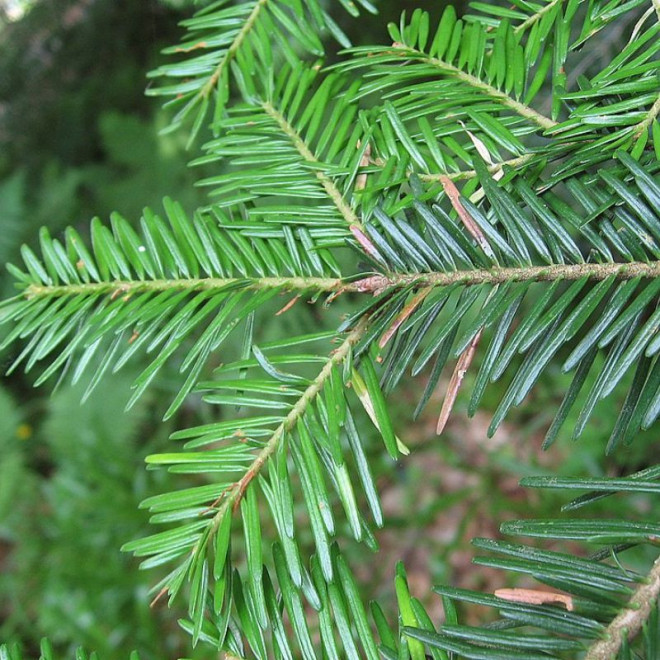 Kėnis europinis (Abies alba)