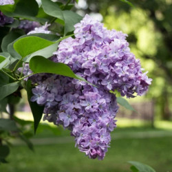 Alyva paprastoji (Syringa vulgaris) 'Carpe Diem'