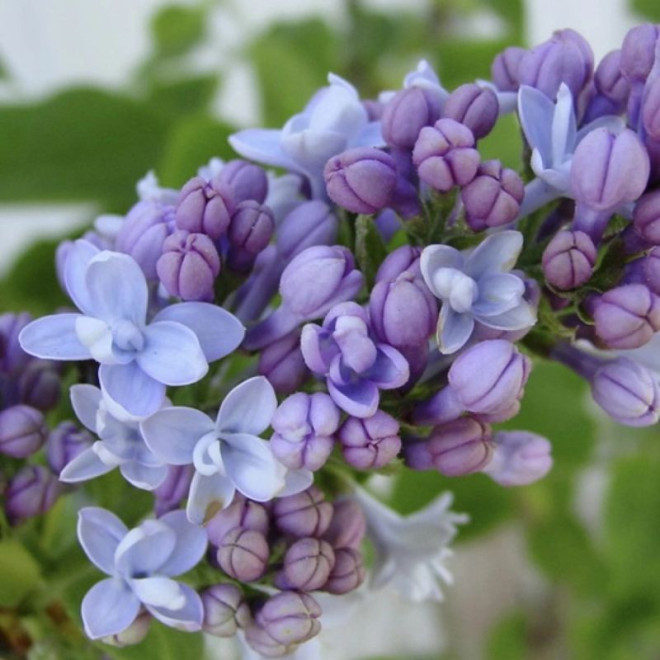 Alyva paprastoji (Syringa vulgaris) 'Carpe Diem'