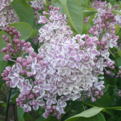 Alyva paprastoji (Syringa vulgaris) 'Lila Wonder'
