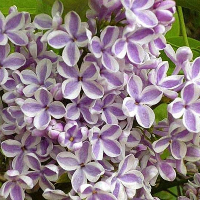 Alyva paprastoji (Syringa vulgaris) 'Lila Wonder'