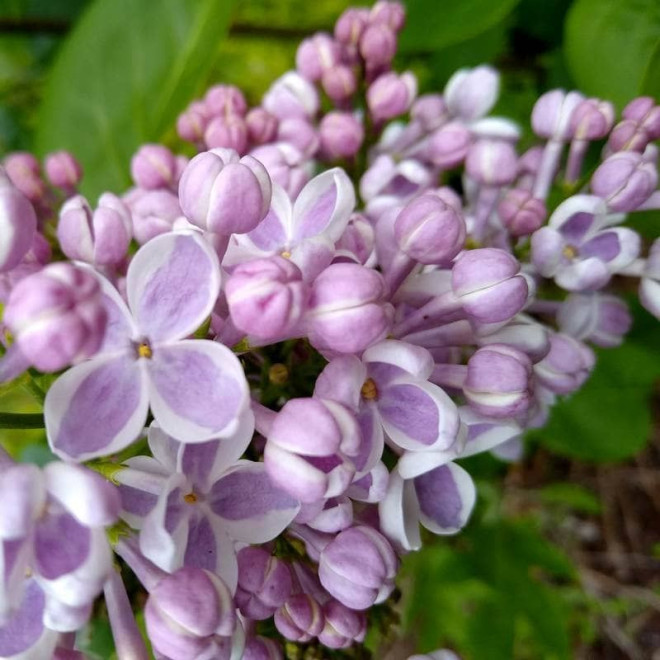 Alyva paprastoji (Syringa vulgaris) 'Lila Wonder'