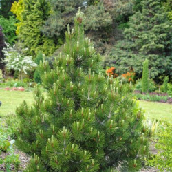 Pušis juodoji (Pinus nigra) 'Nana Compact'