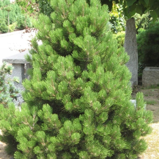 Pušis juodoji (Pinus nigra) 'Nana Compact'