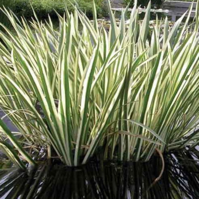 Ajeras balinis (Acorus calamus) 'Variegatus' prie kūdros ar tvenkinio